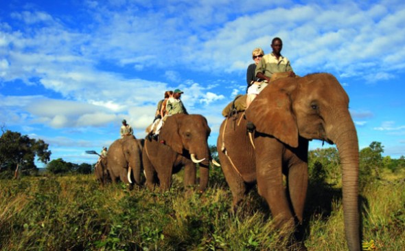 Elephant Safari in India  