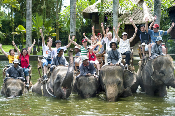 Elephant Safari in India