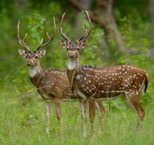 Anshi National Park