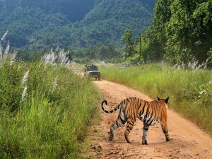 Bandhavgarh National Park 