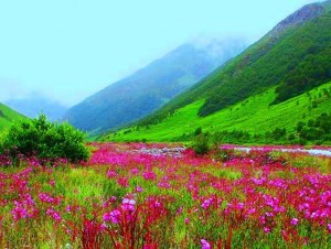 Valley Of Flowers National Park 