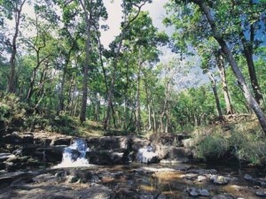 Forest Area in Bilaspur