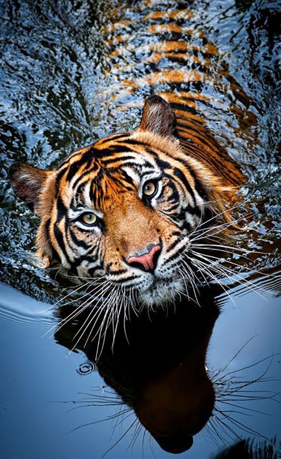 Tiger And The Taj Wildlife Tour