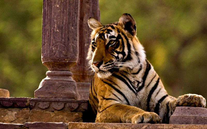 Rajasthan Safari Booking